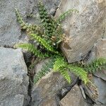 Asplenium fontanum Plante entière