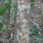 Swietenia mahagoni Кара