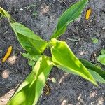 Canna x generalis Leaf