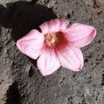 Brachychiton discolor Flower