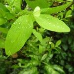 Erythroxylum coca Blad