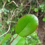 Flacourtia indica Leaf