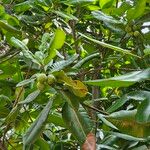 Calophyllum inophyllum Leaf