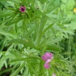 Geranium dissectum Leaf