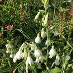 Ornithogalum candicans Cvet