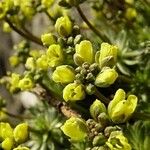 Draba lasiocarpa Flower