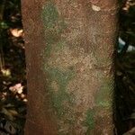 Protium aracouchini Кора