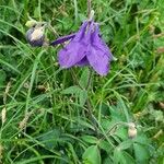 Aquilegia alpina Flower