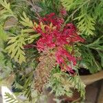 Grevillea banksii花