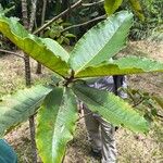 Ficus velutina Hoja
