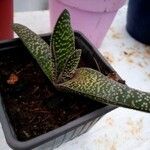 Gasteria excelsa Hostoa