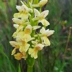 Dactylorhiza insularis Flower