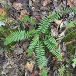 Polystichum acrostichoides Leaf