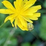Crepis biennis Floare