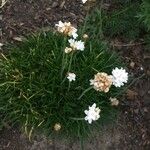 Armeria maritimaFlors