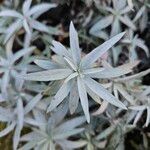 Artemisia ludoviciana Leaf