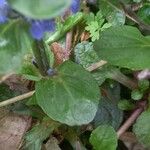 Ajuga reptans Blad