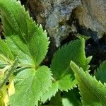 Paederota lutea Feuille