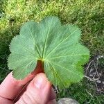 Alchemilla glabra Liść