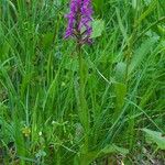 Dactylorhiza majalis Συνήθη χαρακτηριστικά