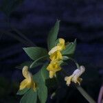 Corydalis flavula Λουλούδι