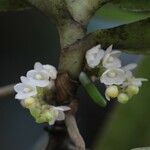 Rhipidoglossum obanense Květ