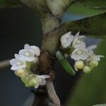 Rhipidoglossum obanense Flower