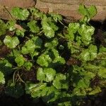 Hydrocotyle sibthorpioides Leaf