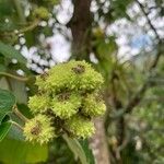 Croton floribundusFruit