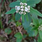 Valeriana tripteris Blüte