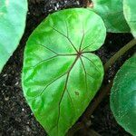 Begonia handelii Folha