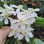 Clematis armandi Flor