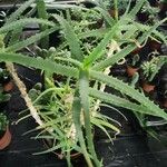 Aloe arborescens Liść