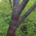 Prunus serrula Corteza
