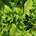 Taraxacum cucullatiforme Likasa