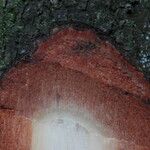 Detarium macrocarpum Rinde