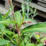 Persicaria maculosa Sonstige