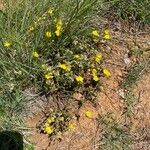 Helianthemum italicum Celota