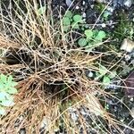 Carex myosuroides Folha