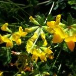 Lotus corniculatusFlor