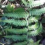 Dryopteris filix-masOther