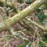 Cornus mas Corteccia