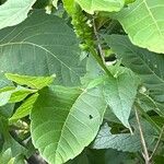 Agastache nepetoides Leaf