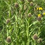 Centaurea nervosaKukka