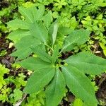 Arisaema dracontium Blatt