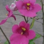Diascia rigescens Flor
