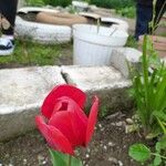 Tulipa agenensis 花