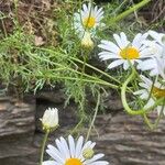 Leucanthemum monspeliense Blomma