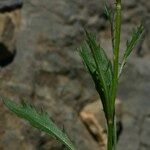 Leucanthemum coronopifolium Blatt