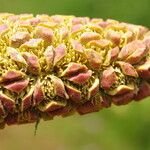 Sclerosperma mannii Blüte